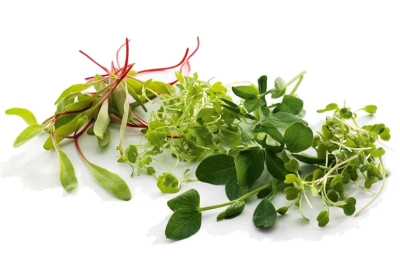 Microgreens