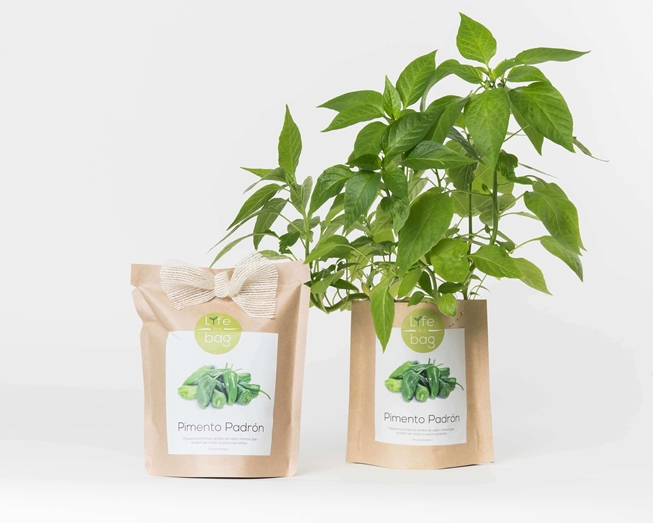 Grow your own Padron pepper in this bag
