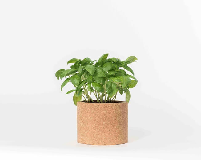Grow your basil in this cork pot