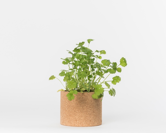 Grow your coriander in this cork pot