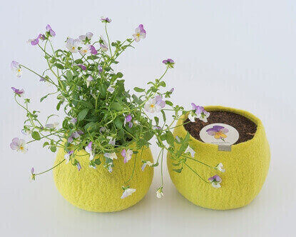 Um pote 100% lã para cultivar amores perfeitos