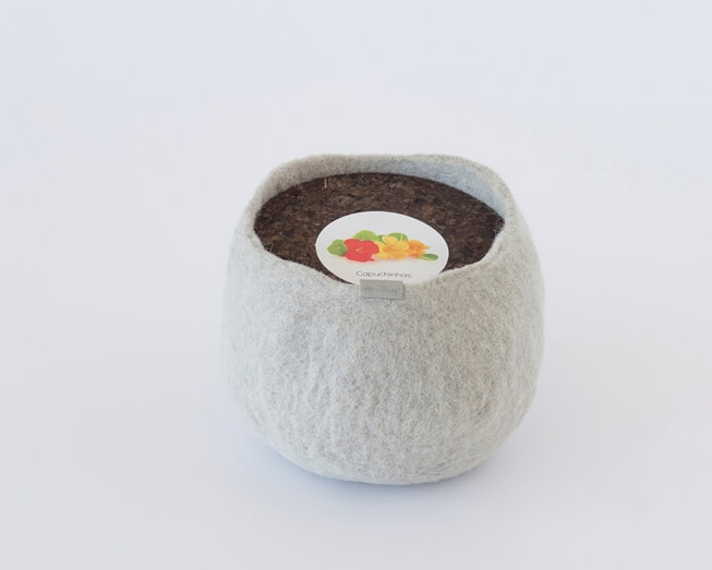 Um pote 100% lã para cultivar capuchinhas