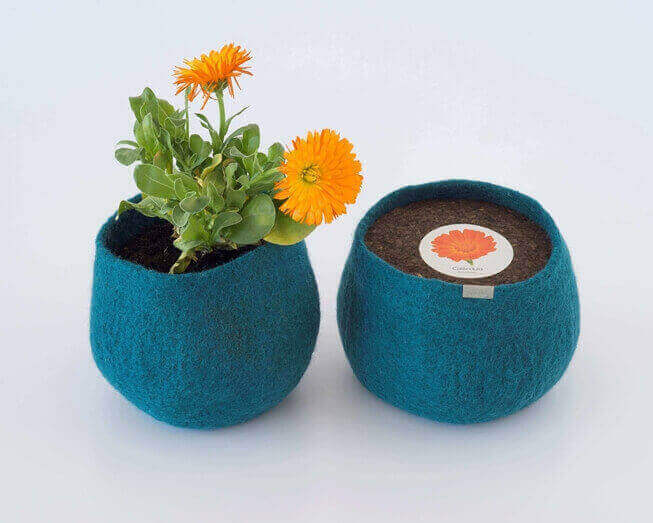 Um pote 100% lã para cultivar calêndulas