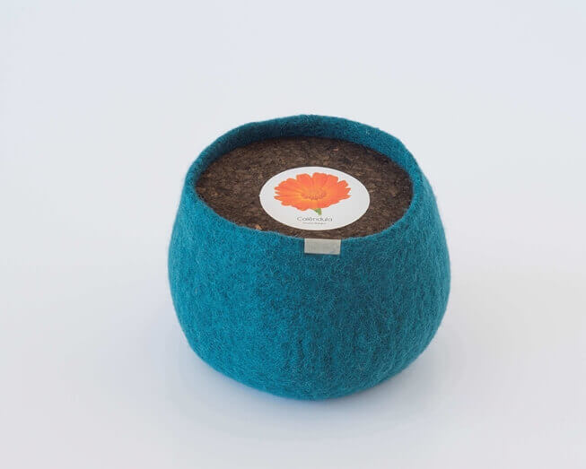 Um pote 100% lã para cultivar calêndulas