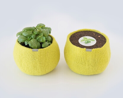 Um pote 100% lã para cultivar manjericão