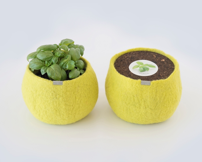 Um pote 100% lã para cultivar manjericão