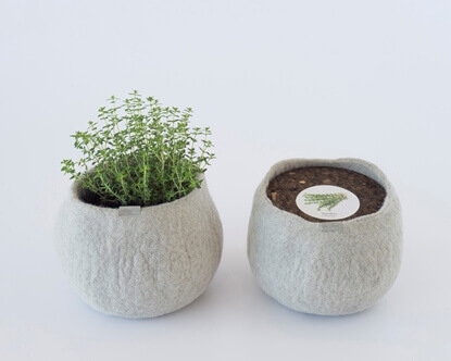 Um pote 100% lã para cultivar tomilho