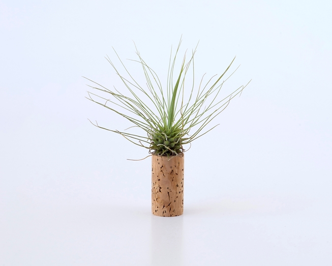 Planta aérea numa rolha de cortiça