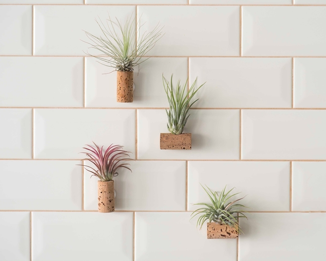 Planta aérea numa rolha de cortiça