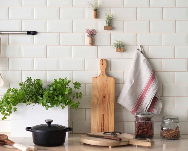 Planta aérea numa rolha de cortiça