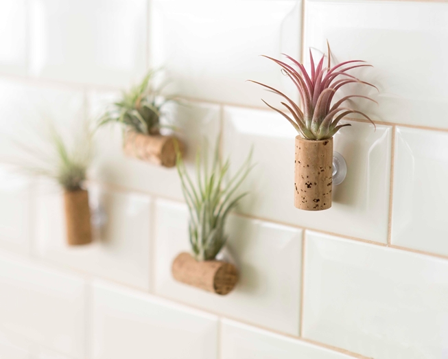 Planta aérea numa rolha de cortiça