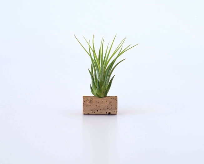 Planta aérea numa rolha de cortiça
