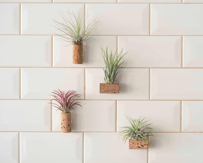 Conjunto de 2 plantas aéreas numa rolha de cortiça