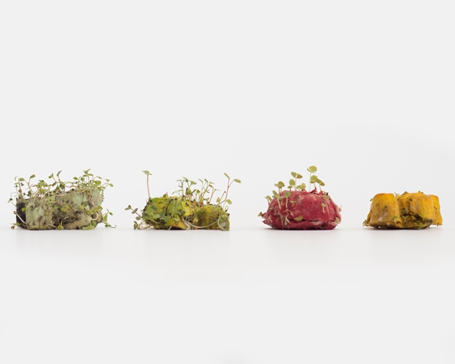 Plant those little friends to grow herbs