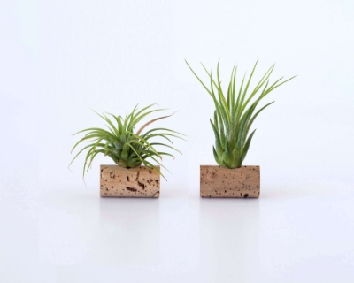 Image de la catégorie Air Plants