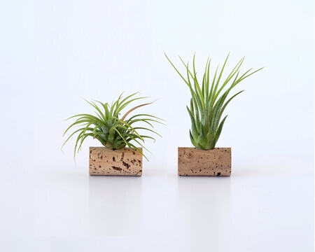 Image de la catégorie Air Plants