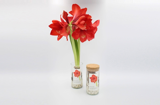 Uma garrafa reciclada para fazer crescer um bolbo de amaryllis vermelho