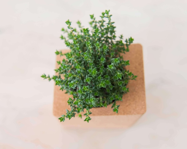 Grown herbs in the 2 cork pots