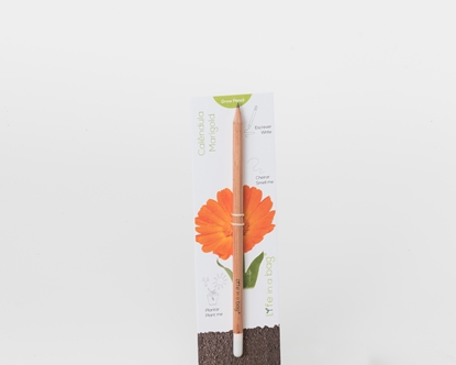 Foto de Grow Pencil Calendula