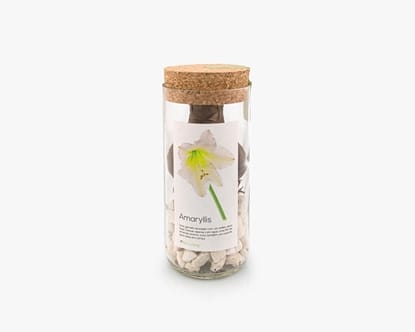 Uma garrafa reciclada para fazer crescer um bolbo de amaryllis branco