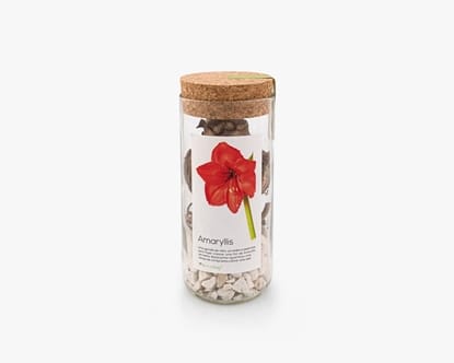 Uma garrafa reciclada para fazer crescer um bolbo de amaryllis vermelho