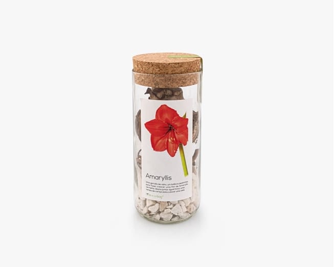 Uma garrafa reciclada para fazer crescer um bolbo de amaryllis vermelho