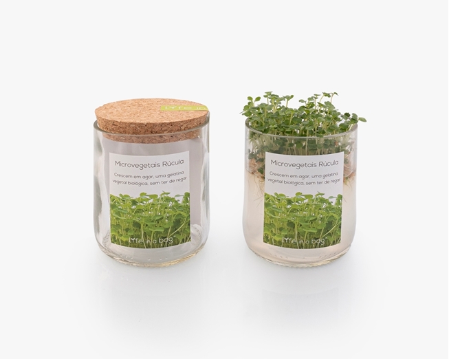 Cultivar microvegetais de rúcula sem ter de regar