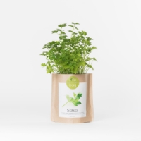 Grow your own parsley