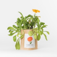 Grow your own calendula in this bag