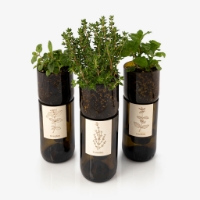 Grow oregano in this bottle