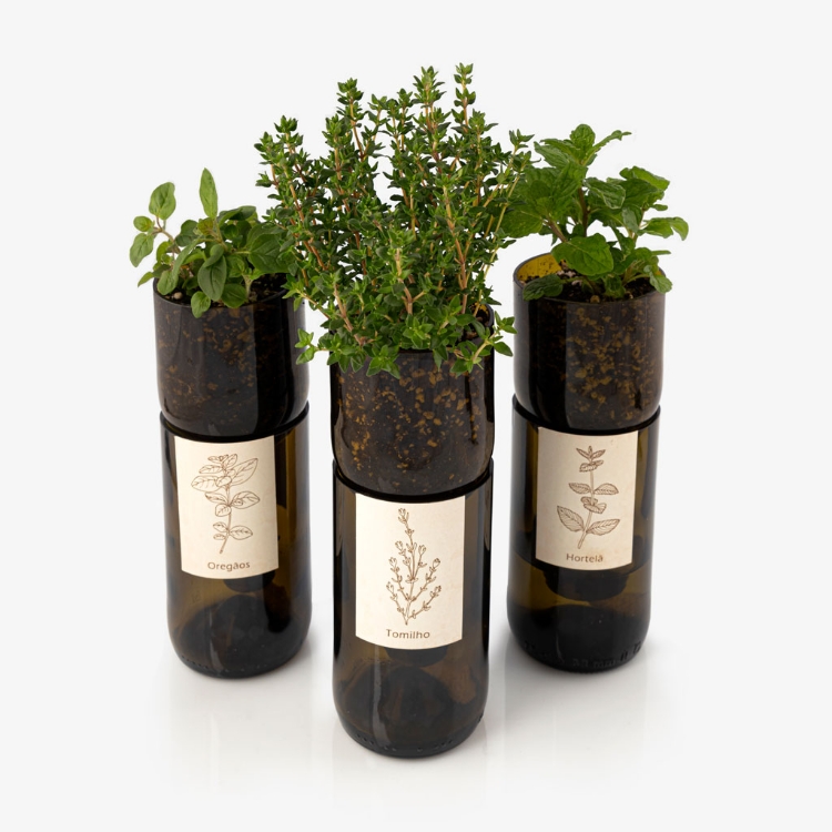 Grow oregano in this bottle