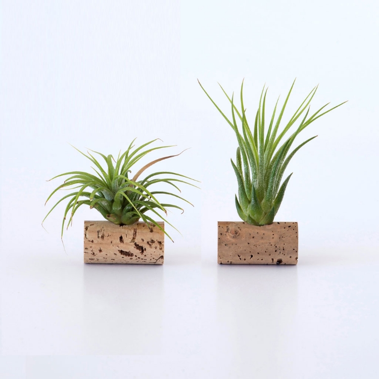 Conjunto de 2 plantas aéreas numa rolha de cortiça