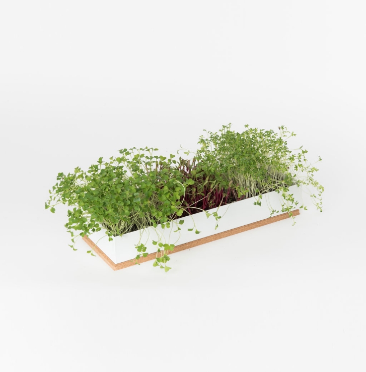 Grow microgreens of beetroot, broccoli and cress