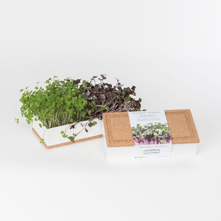 Grow microgreens of radish and white mustard