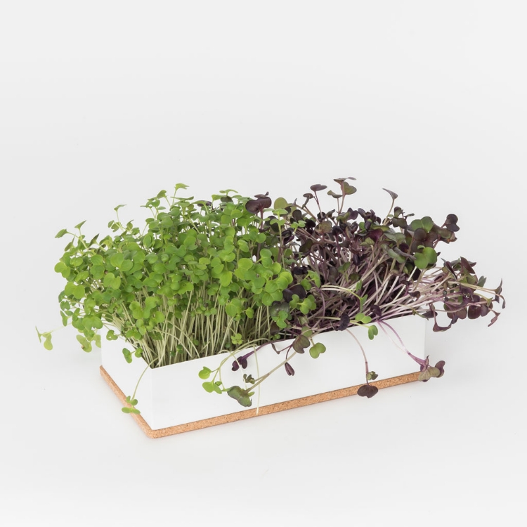 Grow microgreens of radish and white mustard