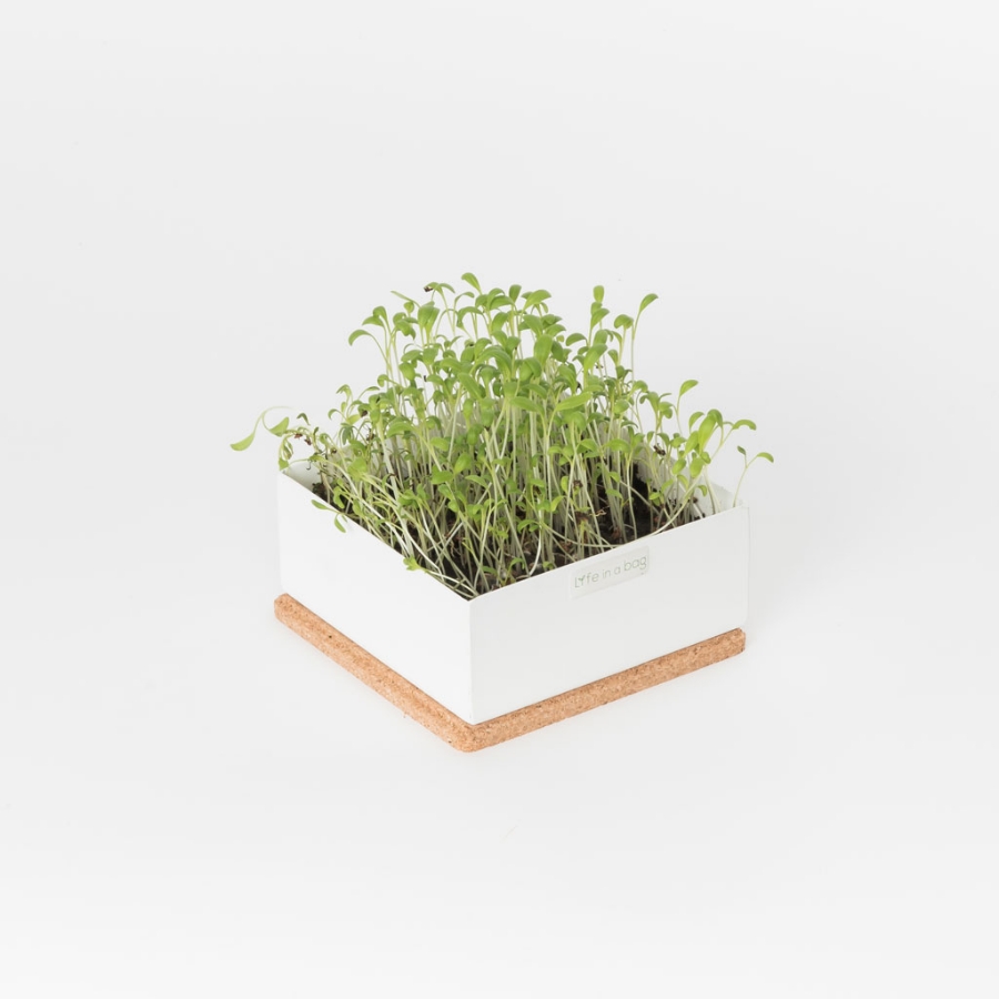 Grow microgreens of cress