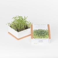 Grow microgreens of cress