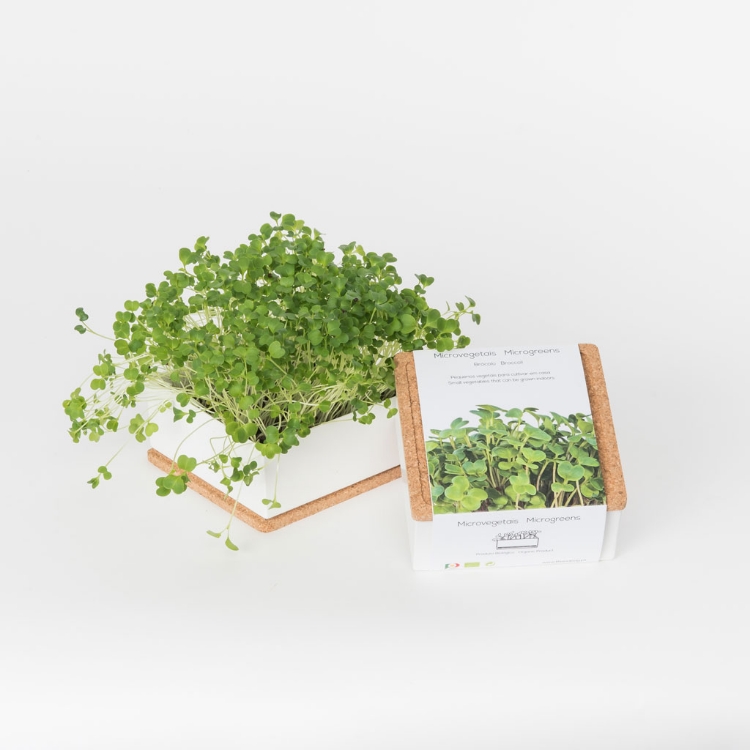 Grow microgreens of broccoli