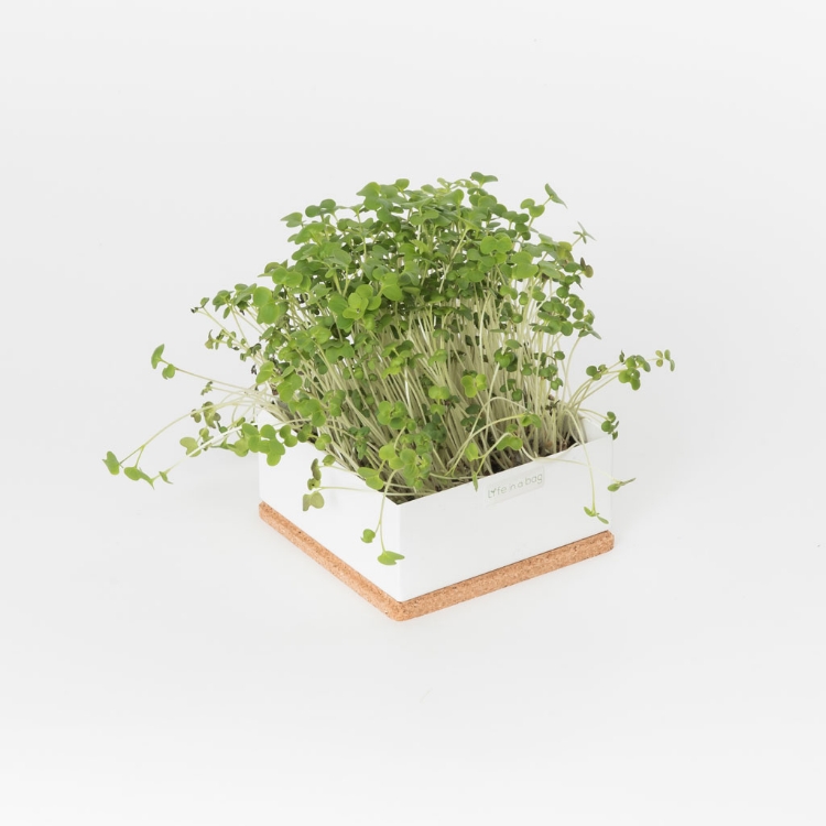 Grow microgreens of white mustard