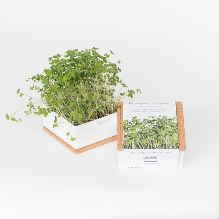 Grow microgreens of white mustard