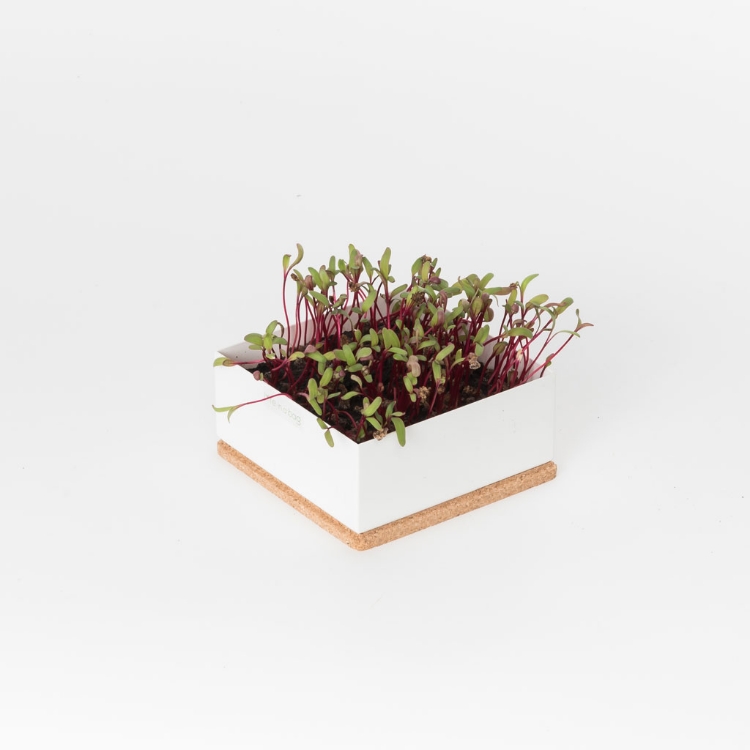 Grow microgreens of beetroot