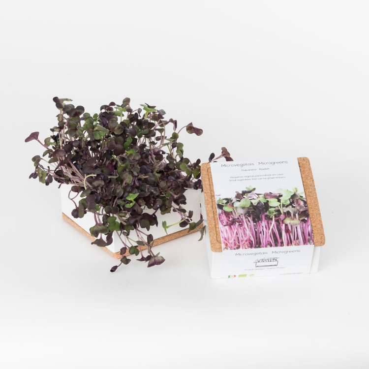 Grow microgreens of radish