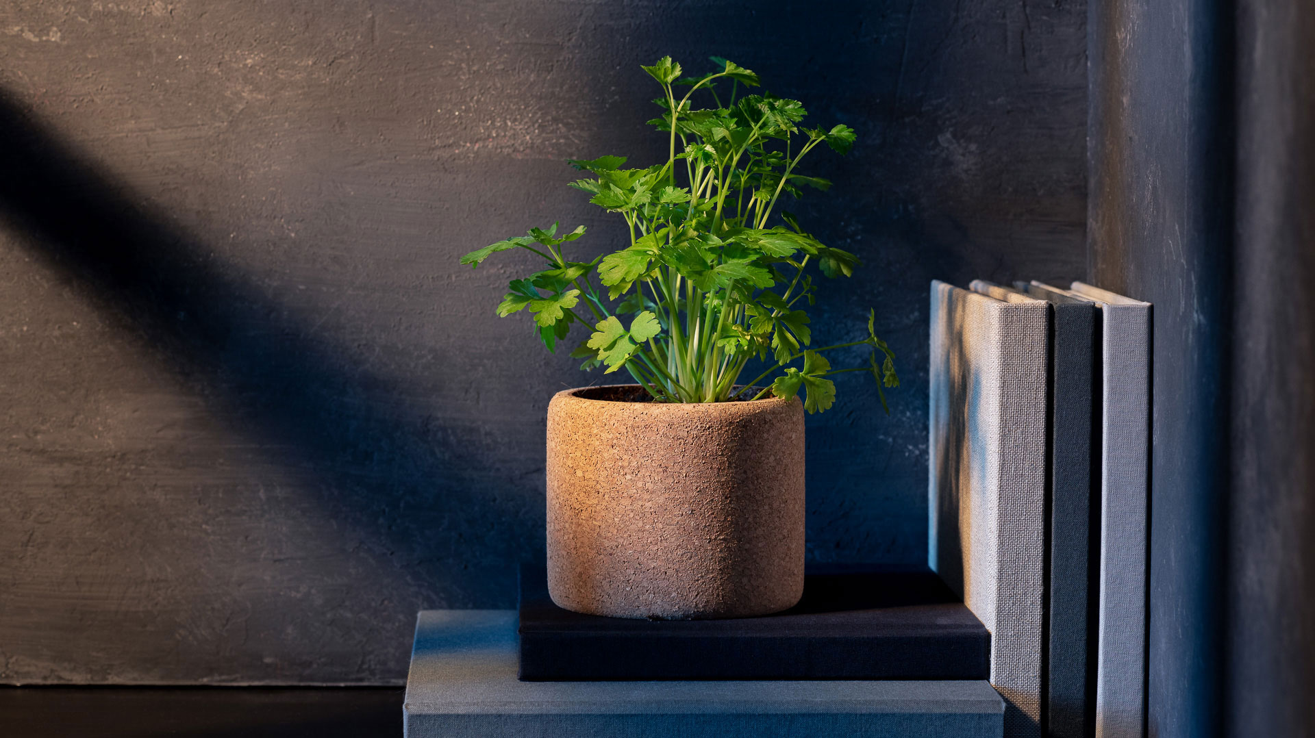 Pote de cortiça para cultivar ervas, flores ou frutos