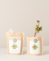 Grow Bag Trevo da Sorte - Good luck clover