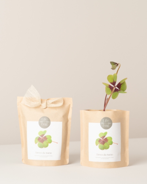 Grow Bag Trevo da Sorte - Good luck clover