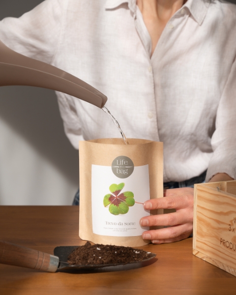 Grow Bag Trevo da Sorte - Good luck clover
