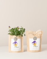 Imagem de Grow Bag Amor-perfeito