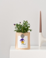 Imagem de Grow Bag Amor-perfeito