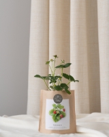 Grow your own strawberries in this bag