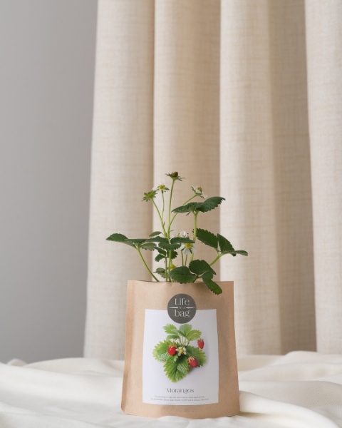 Grow your own strawberries in this bag